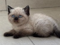 Birbirinden Güzel British Shorthair Bebeklerimiz
