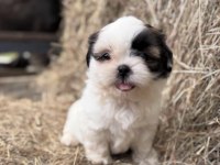 Shih Tzu Köpeği