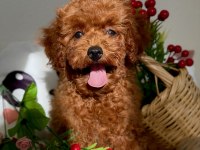 Poodle Bebekler