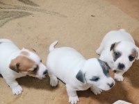 Jack russell terrier akıllı zeki safkan bebekler