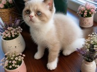 Safkan Exotic Shorthair Bebekler