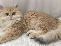 NY12 Renk Safkan Şecereli British Longhair Kedimiz