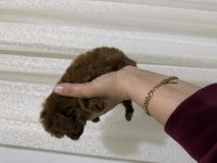 Toy poodle bebekler