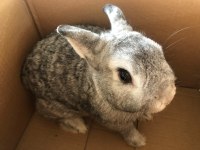 Chinchilla Renk Erkek HOLLANDA CÜCE TAVŞAN