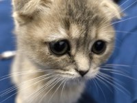 Yavru Scottish Fold Kedimiz