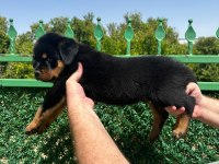 A kalite rottweiler bebekler yeni yuvalarını arıyorlar