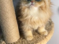 British longhair golden bebeklerim dişi erkek