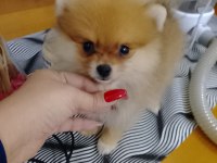 POMERANİAN BOO YAVRULAR