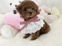 Toy Poodle Cinsi Köpeğimiz