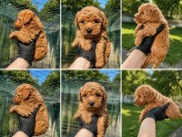 Yeni Poodle Bebekler İlan Da Detaylı Bilgi İçin Arayınız