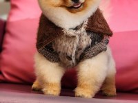 Orjinal ayı surat pomeranian boo