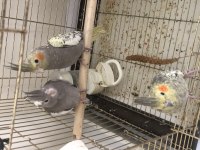 Bebişler hazır sultan papağanı