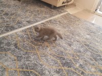 Yavru kediler sütten kesilmiş yaş ve kuru mama yiyor