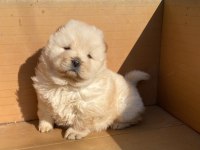 AYI SURAT CHOW CHOW ÇİN ASLANI