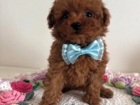 Toy Poodle Cinsi Sevimli Yavrularımız
