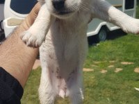 Show Kalite Fırlama Jack Russell Terrier Yavruları