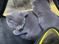 Scottish Fold British Shorthair Şapşik Kediler