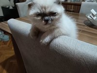 Scottish Fold Kızımız Yeni Yuvasını Bekliyor