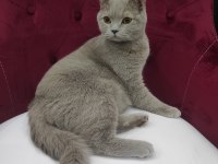 British shorthair lilac yeni yuvasını arıyor