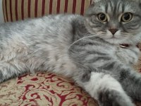 Scottish Fold kedim