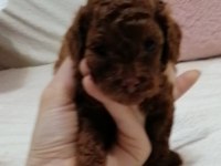 Toy poodle kore 2 aylık