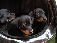 minyatür pinscher