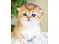 Scottish Fold Dişi Yavrum