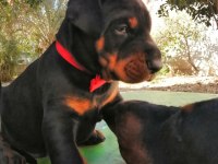 A şecereli anne ve babadan üst düzeyde kaliteli dobermanlar
