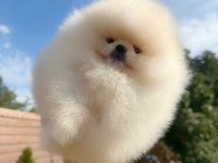 5 Aylık Yavru Pomeranian Boo White
