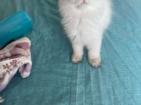 EV ORTAMINDA BÜYÜMÜŞ PREMİUM BRITISH LONGHAIR