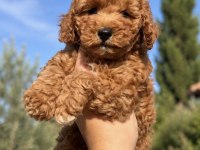 Red Toy Poodle