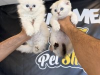 Top Kafa Scottısh Fold Yavruları Fenomen Pet Shop