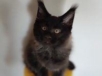Vaşak kılığına girmiş maine coon leo
