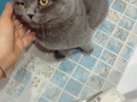2 yaşında güzel ırk damızlık scottish fold
