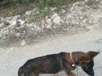 3 aylık dişi belçika kurdu
