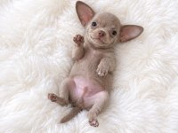 Lilak Renk Wc Eğitimli Chihuahua