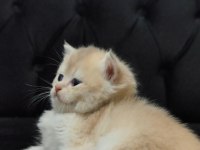 British shorthair kızımıza yeni aile arıyoruz