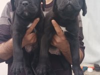 Show kalitede Perfect erkek Cane Corso yavruları