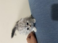 Eğitimli yavrular british shorthair