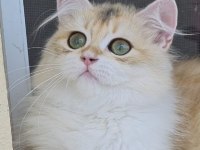 Uzun Tüylü Saf Kan British Longhair NY12 - Erkek
