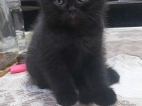 British short hair ve scottish fold