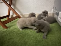 0-2 aylık scottish fold yavrular
