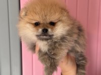 A CLASS POMERANİAN BOO