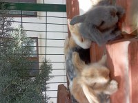 LOP TAVŞANLARIMIZ sahiplerini bekliyor