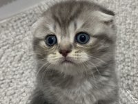 Erkek scottish fold yavru