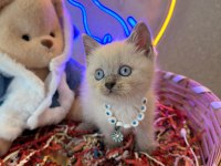 Scottish fold ayı bebekler safkan top kafalar
