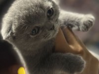 ÇOK OYUNCU Scottish / British fold Blue point Yavrular
