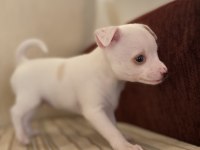 Varsa daha iyisi o da annesi pinscher