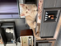 Russian blue 4 aylıktır
