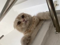 Scottish fold oğlumuza eş